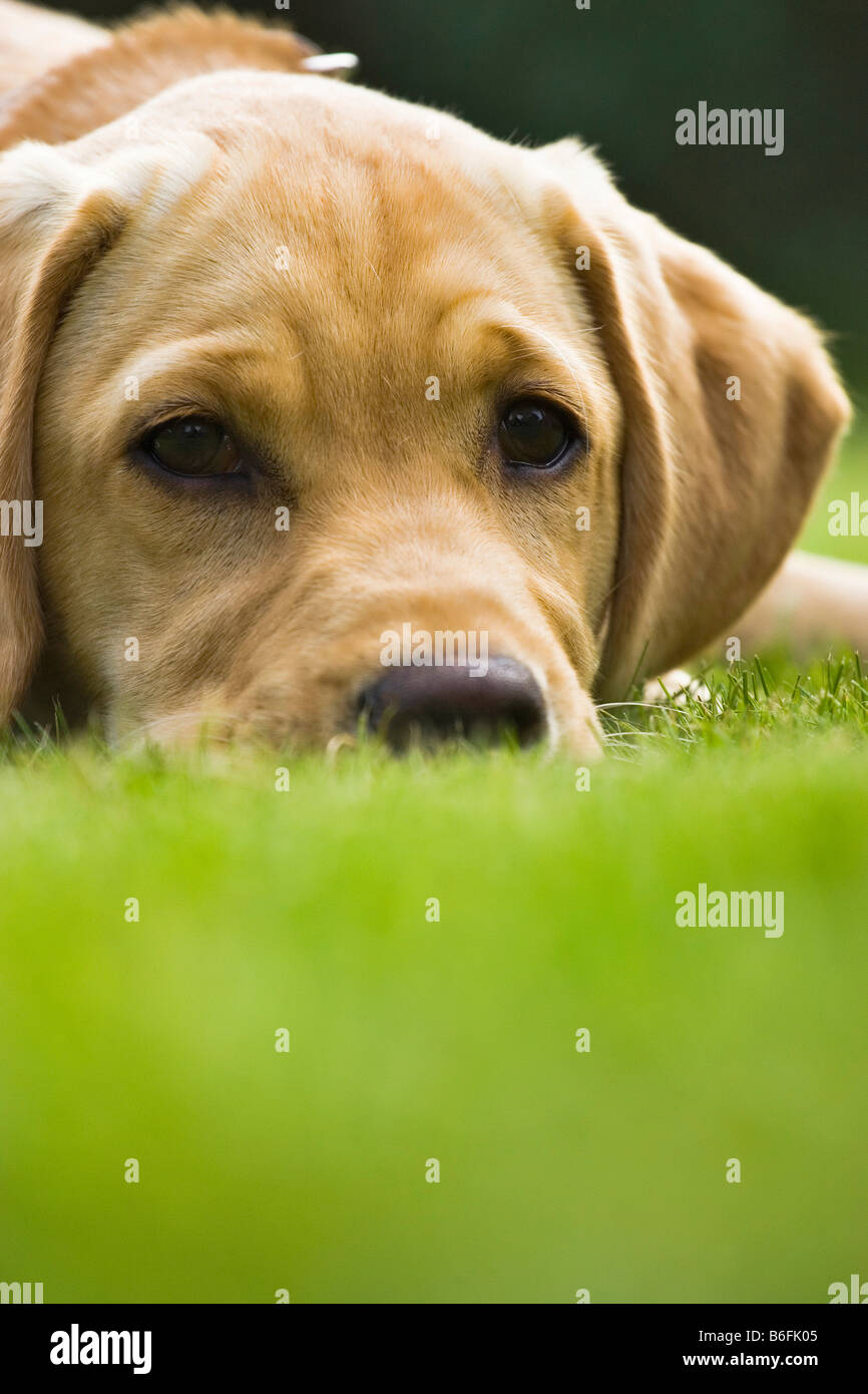 Ritratto di un Golden Labrador retriever cucciolo Foto Stock