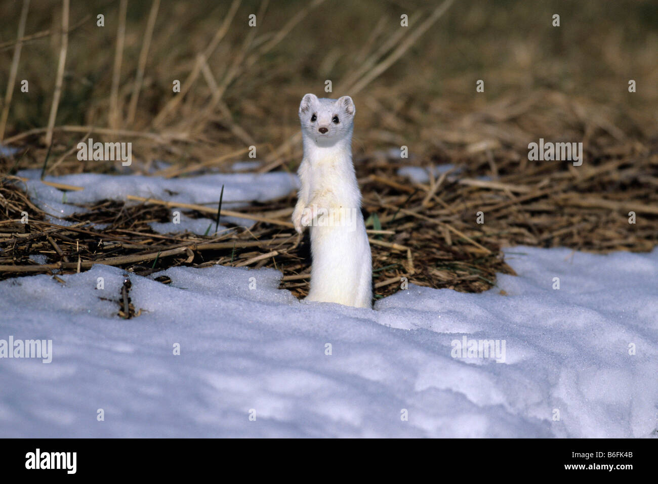 Ermellino o Ermellino o corto-tailed donnola (Mustela erminea) nel suo cappotto invernale facendo un atteggiamento aggressivo Foto Stock