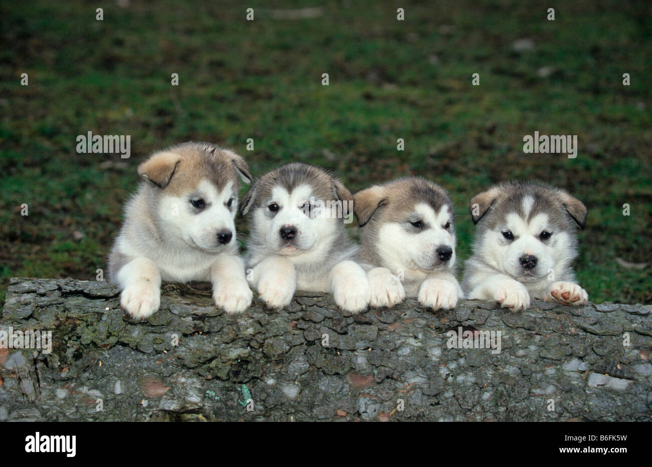 Alaskan Malamute cuccioli Foto Stock