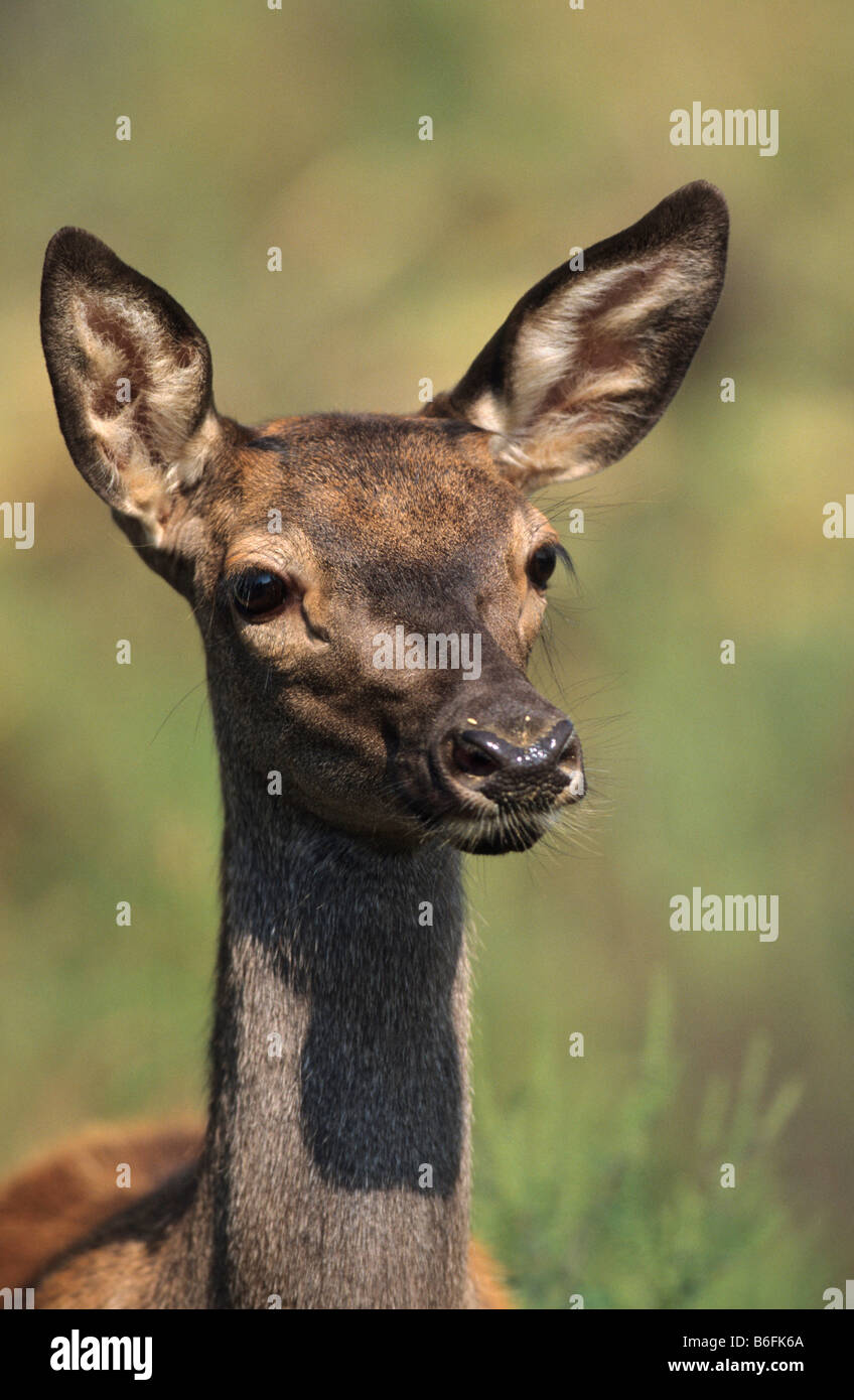 Rosso vitello di Cervo (Cervus elaphus) Foto Stock