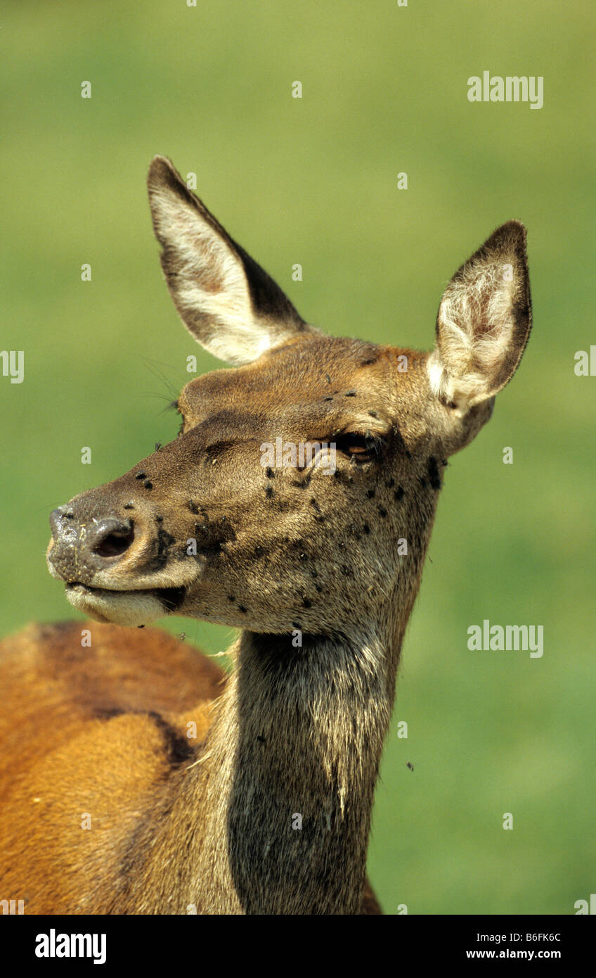 Femmina rosso cervo (Cervus elaphus), tempestato da mosche Foto Stock