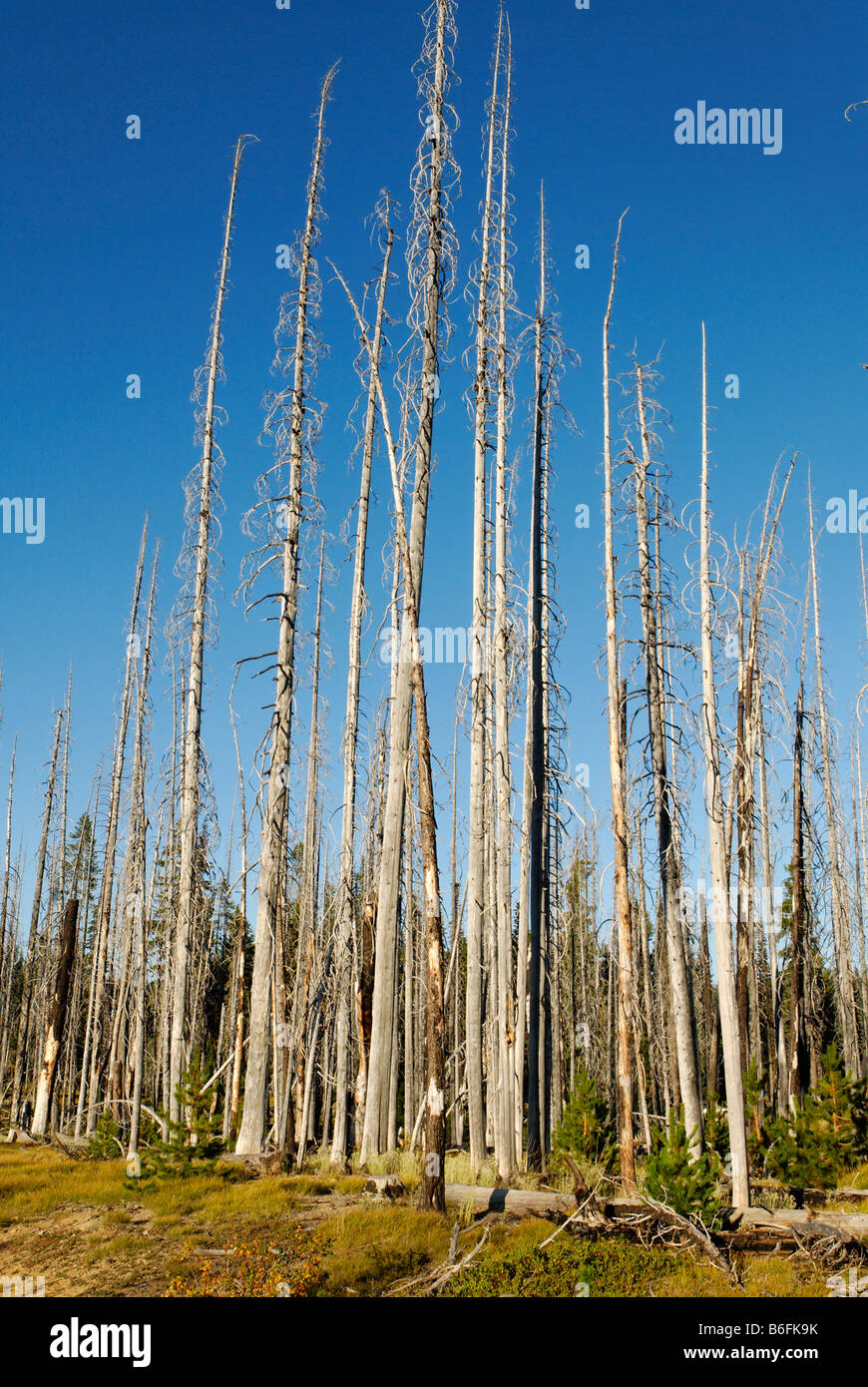 Nuova vita risveglio dopo un incendio di foresta, bruciati alberi carbonizzati, Metolius Valley, la cascata di gamma, Oregon, Stati Uniti d'America Foto Stock