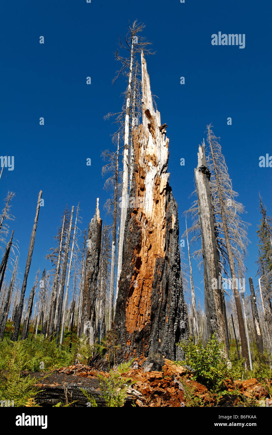 Nuova vita risveglio dopo gli incendi forestali, bruciata, albero carbonizzati, Santiam Pass, gamma a cascata, Oregon, Stati Uniti d'America Foto Stock