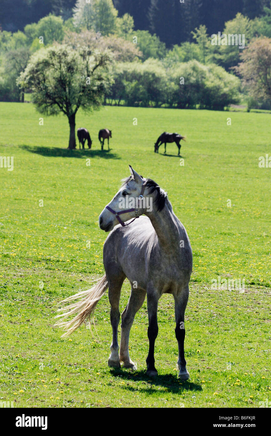 Cavalli nella primavera del paesaggio, Lipina, Bianco Carpazi, paesaggio protetto area, Bile Karpaty, Repubblica Ceca, Europa Foto Stock