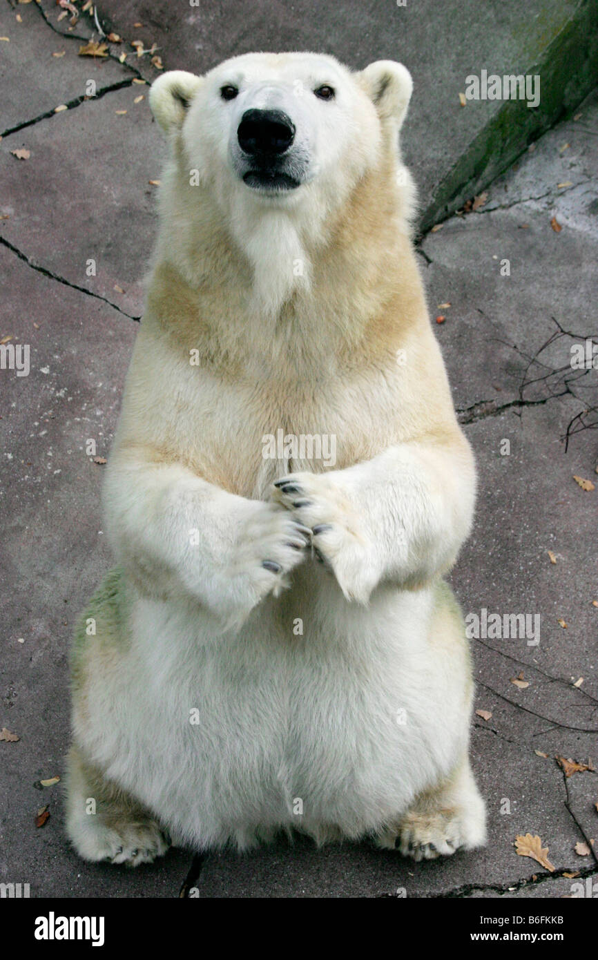 Orso polare (Ursus maritimus, Thalarctos maritimus), seduti e mendicando Foto Stock