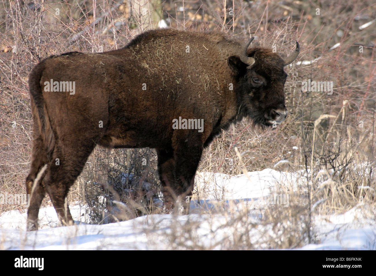Il bisonte europeo (Bison bonasus), Zubria obora, Ponitrie paesaggio protetto Area, Slovacchia, Europa Foto Stock