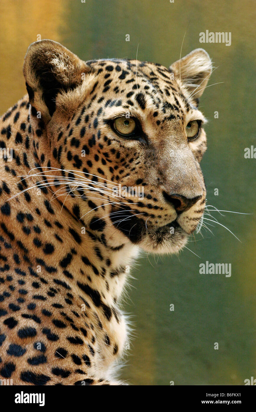 Sri Lanka Leopard (Panthera pardus kotiya) Foto Stock