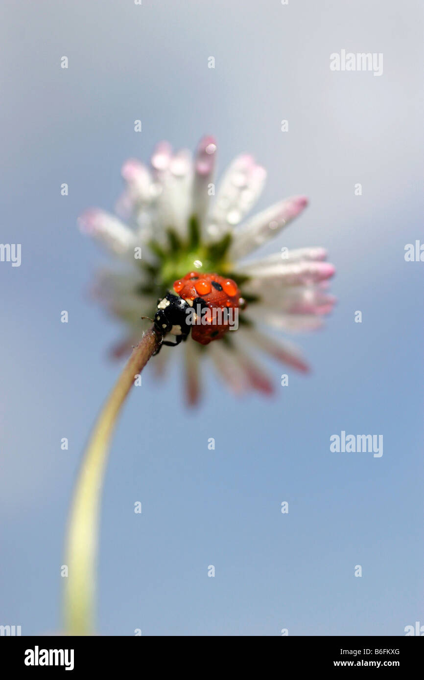 Sette-spotted Lady Beetle, 7-spot Ladybird (Coccinella septempunctata, Coccinella 7-punctata) sulla lingua inglese Daisy, prato inglese da Foto Stock