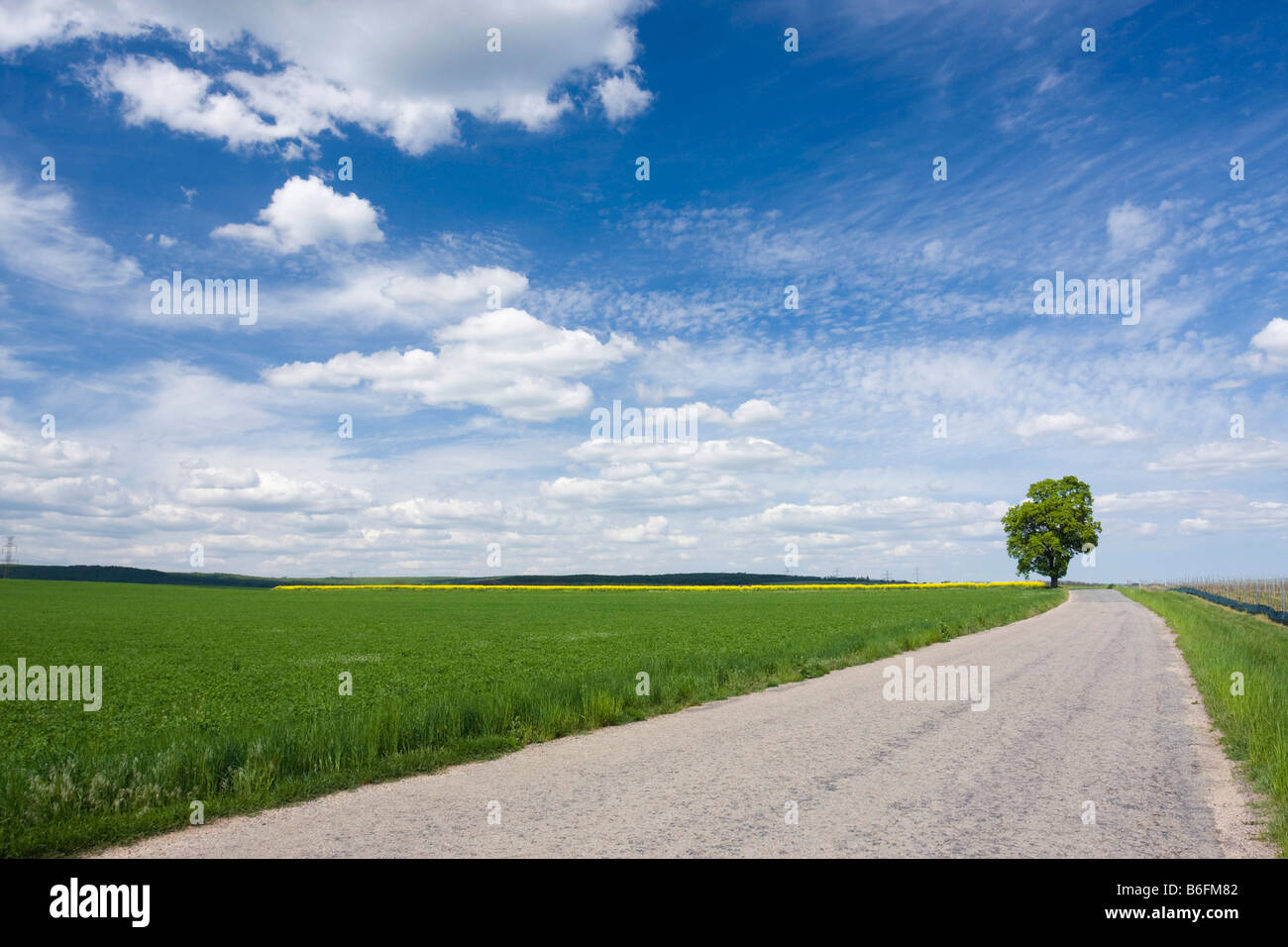 Paesaggio di primavera con road vicino Olbramovice, distretto di Znojmo, Sud Moravia Repubblica Ceca, Europa Foto Stock