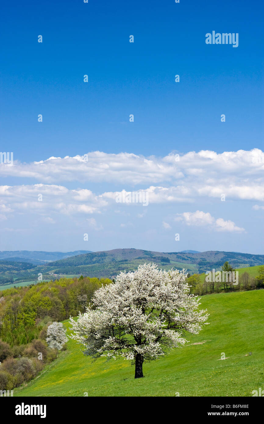 Paesaggio di primavera in Planavy, Bile Karpaty, Bianco Carpazi paesaggio protetto area, Moravia Repubblica Ceca, Europa Foto Stock