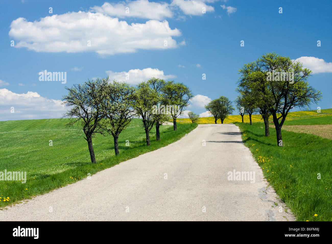 Strada nella primavera del paesaggio vicino Pitin, Bile Karpaty, Bianco Carpazi paesaggio protetto area, Moravia Repubblica Ceca Foto Stock