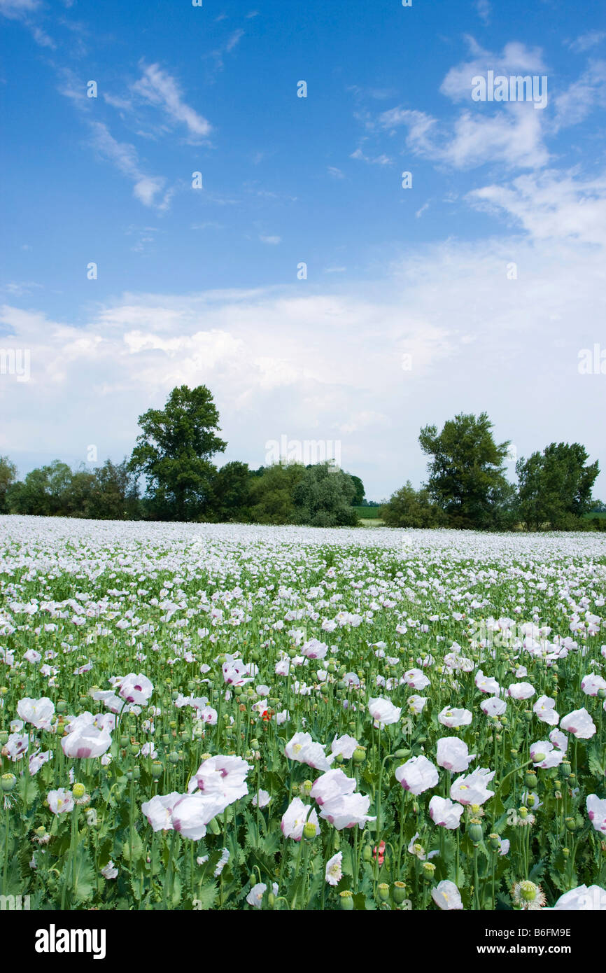 Campo di papavero, distretto di Breclav, Sud Moravia Repubblica Ceca, Europa Foto Stock