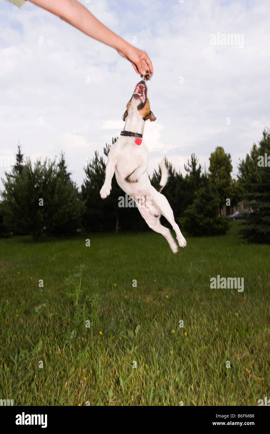 Jumping dog, mano Foto Stock