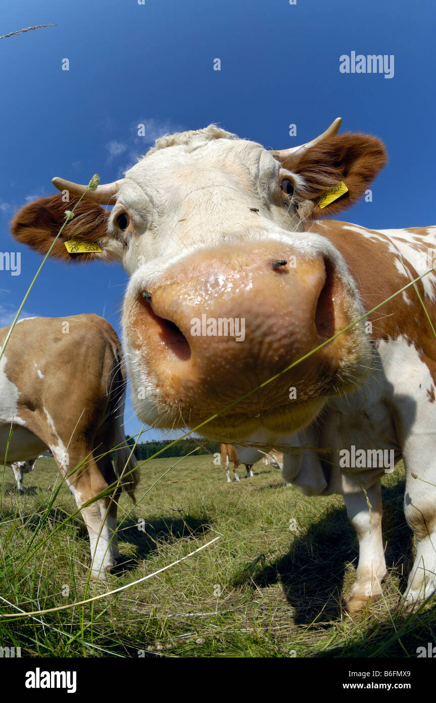 Vacche su un pascolo, mucca cercando nella fotocamera, ampio angolo di visualizzazione, Alta Baviera, Germania, Europa Foto Stock