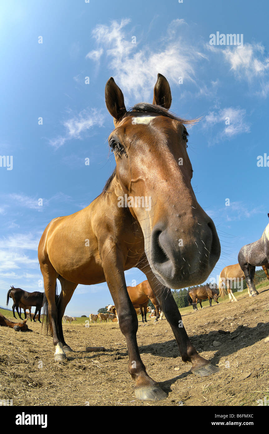 Brown a cavallo e cavalli su un pascolo, ampio angolo di visualizzazione, Alta Baviera, Germania, Europa Foto Stock