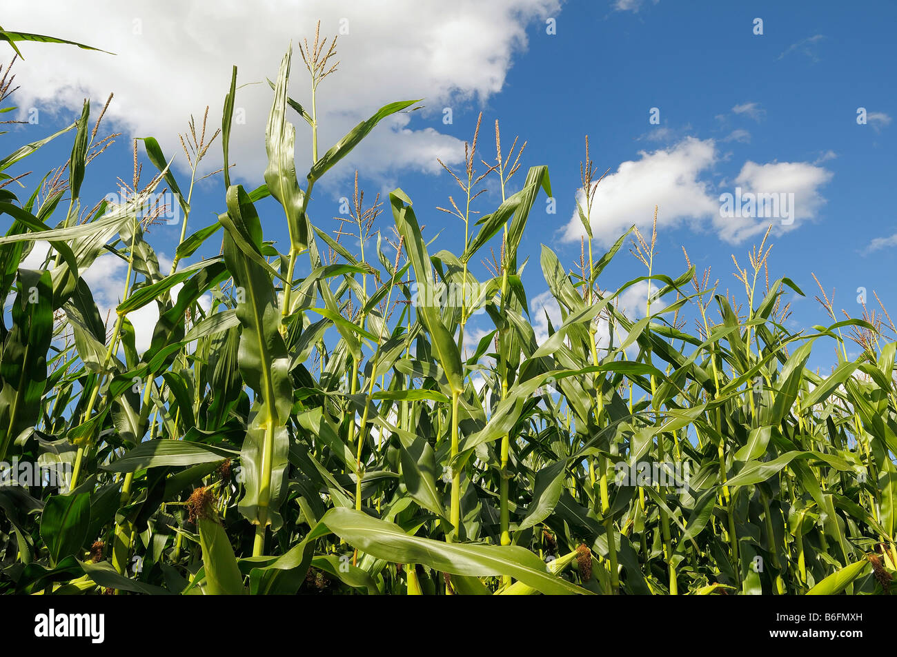 Il mais (Zea mays), campo sotto un cielo blu, Alta Baviera, Germania, Europa Foto Stock