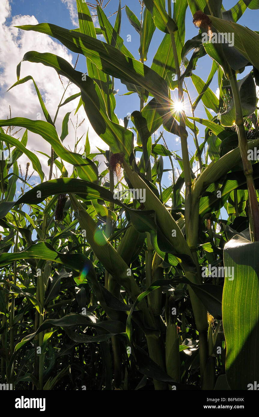 Il mais (Zea mays), il campo di grano con cielo blu, piante di granoturco retroilluminato, Alta Baviera, Baviera, Germania, Europa Foto Stock