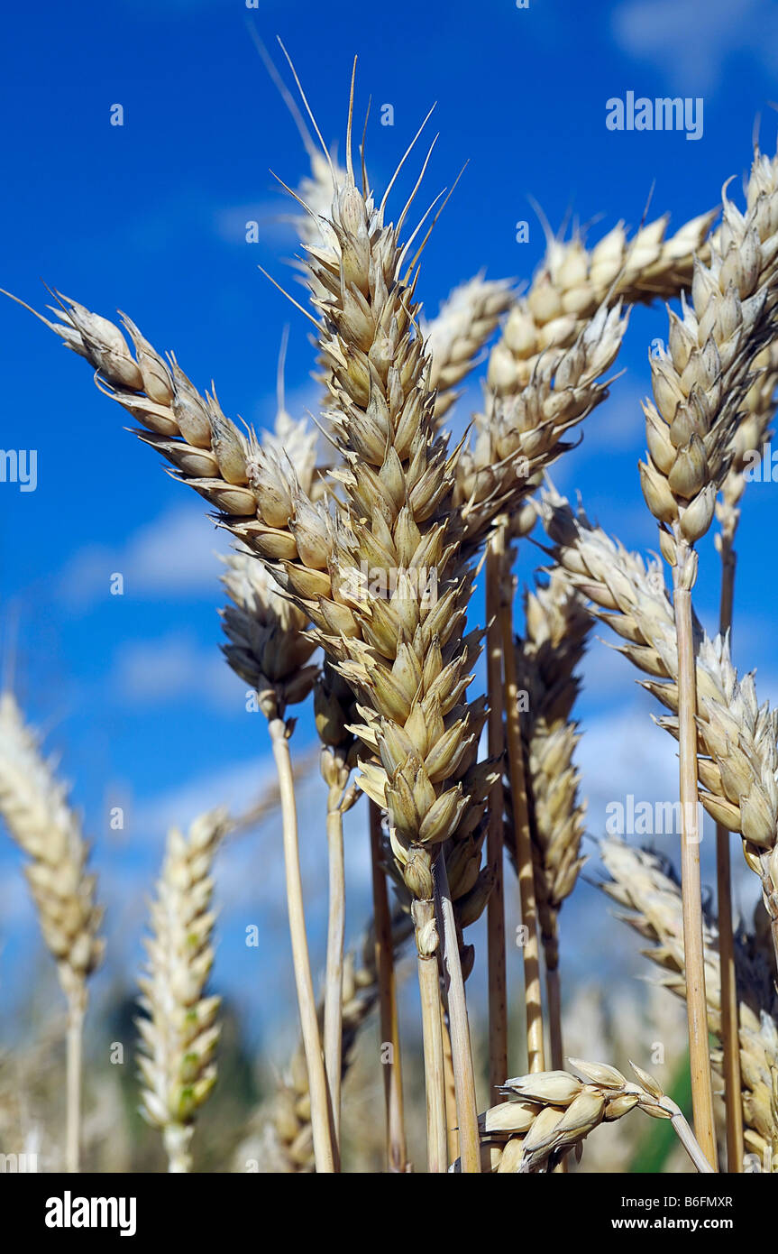 Mature di Grano (Triticum aestivum), spighe di grano e cielo blu, Alta Baviera, Baviera, Germania, Europa Foto Stock