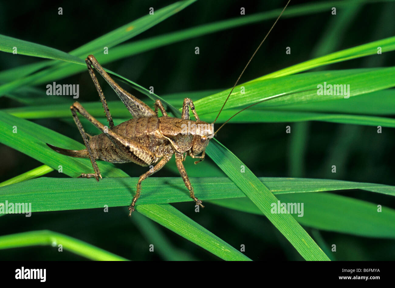 Dark Bush-Cricket (Pholidoptera griseoaptera), femmina Foto Stock