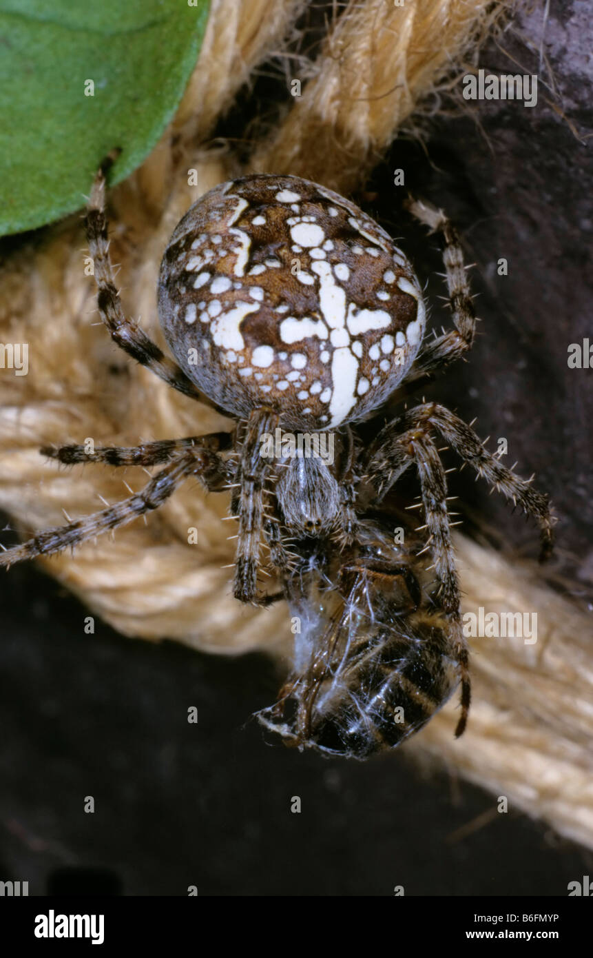 Croce Spider (Araneus diadematus) con miele-bee come preda Foto Stock
