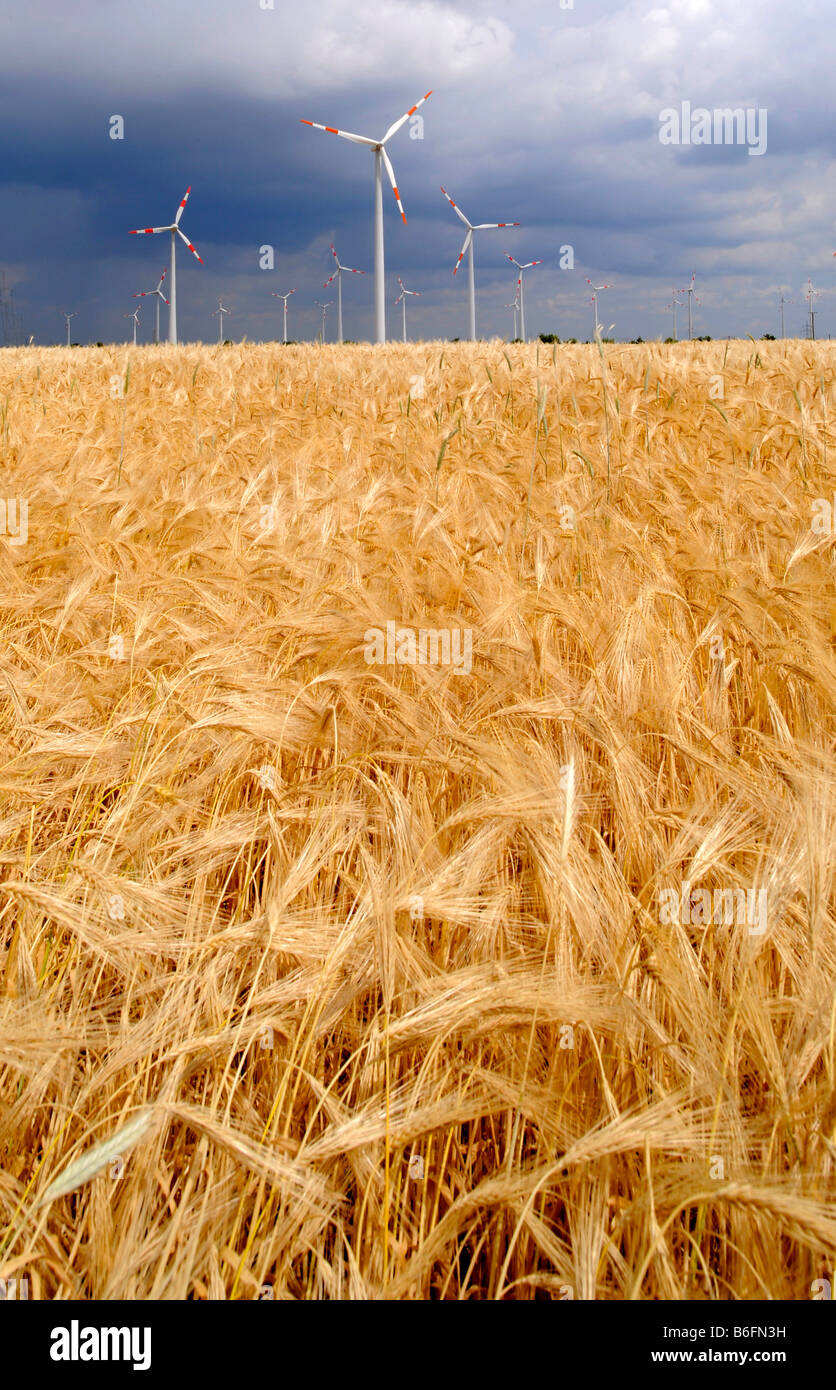 Fonti di energia eolica, generatori di vento e un campo di grano Foto Stock