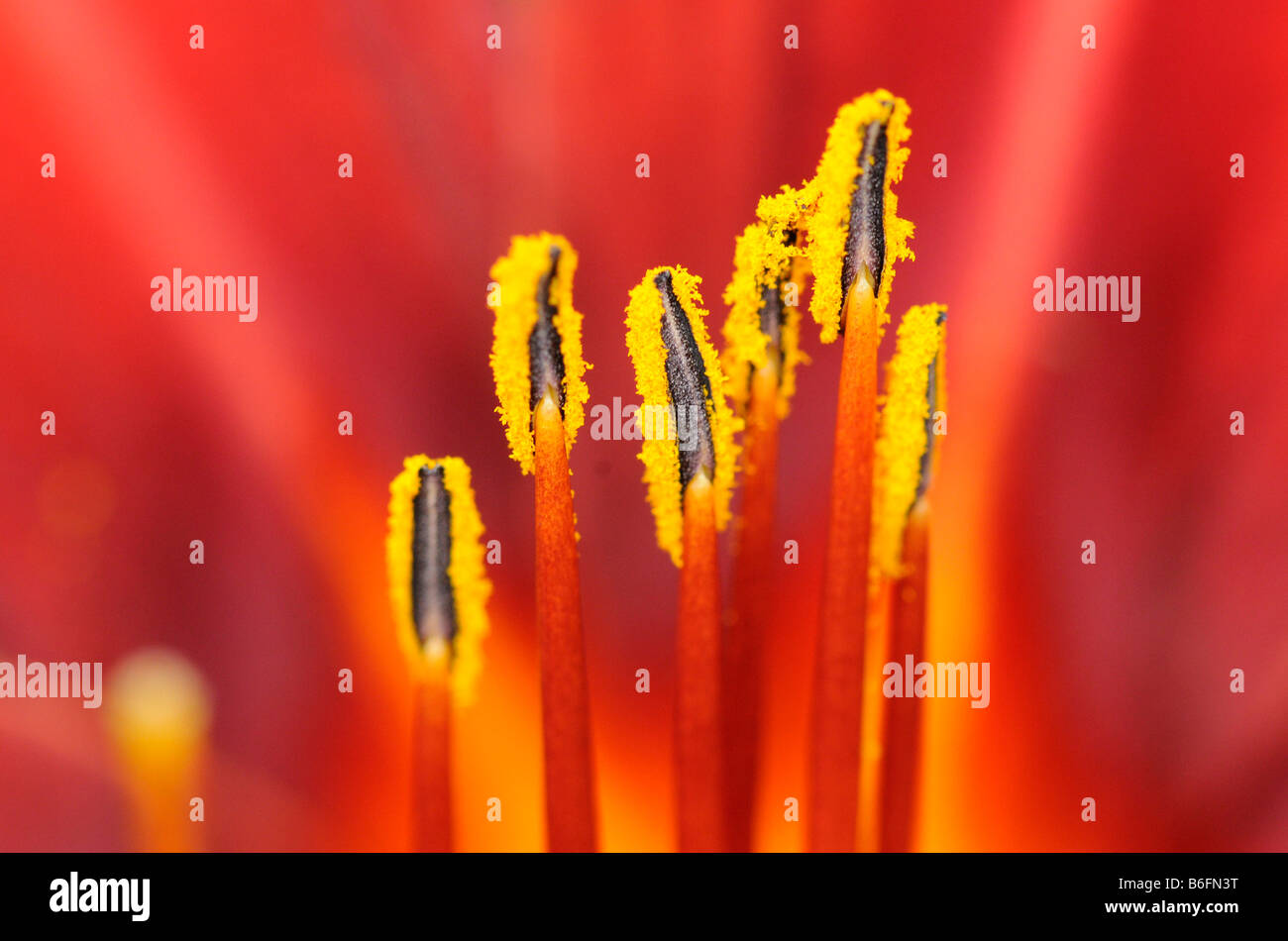 Arancione (Daylily Hemerocallis fulva), stami Foto Stock