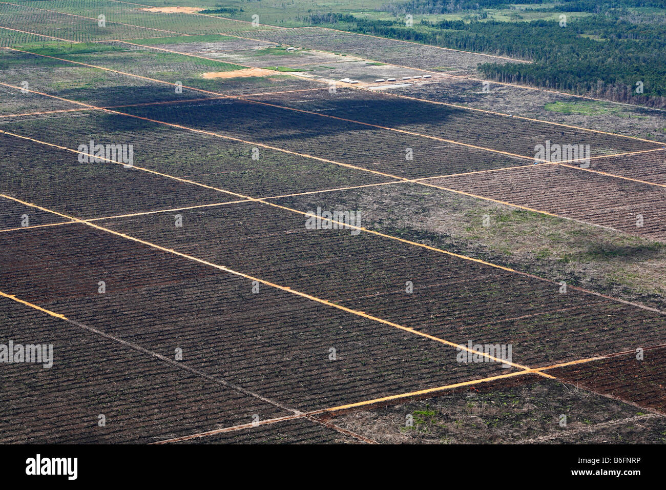 Olio di palma piantagioni visto dal Genung Kelam montagna, Sintang, West Kalimantan, Borneo, Indonesia Foto Stock