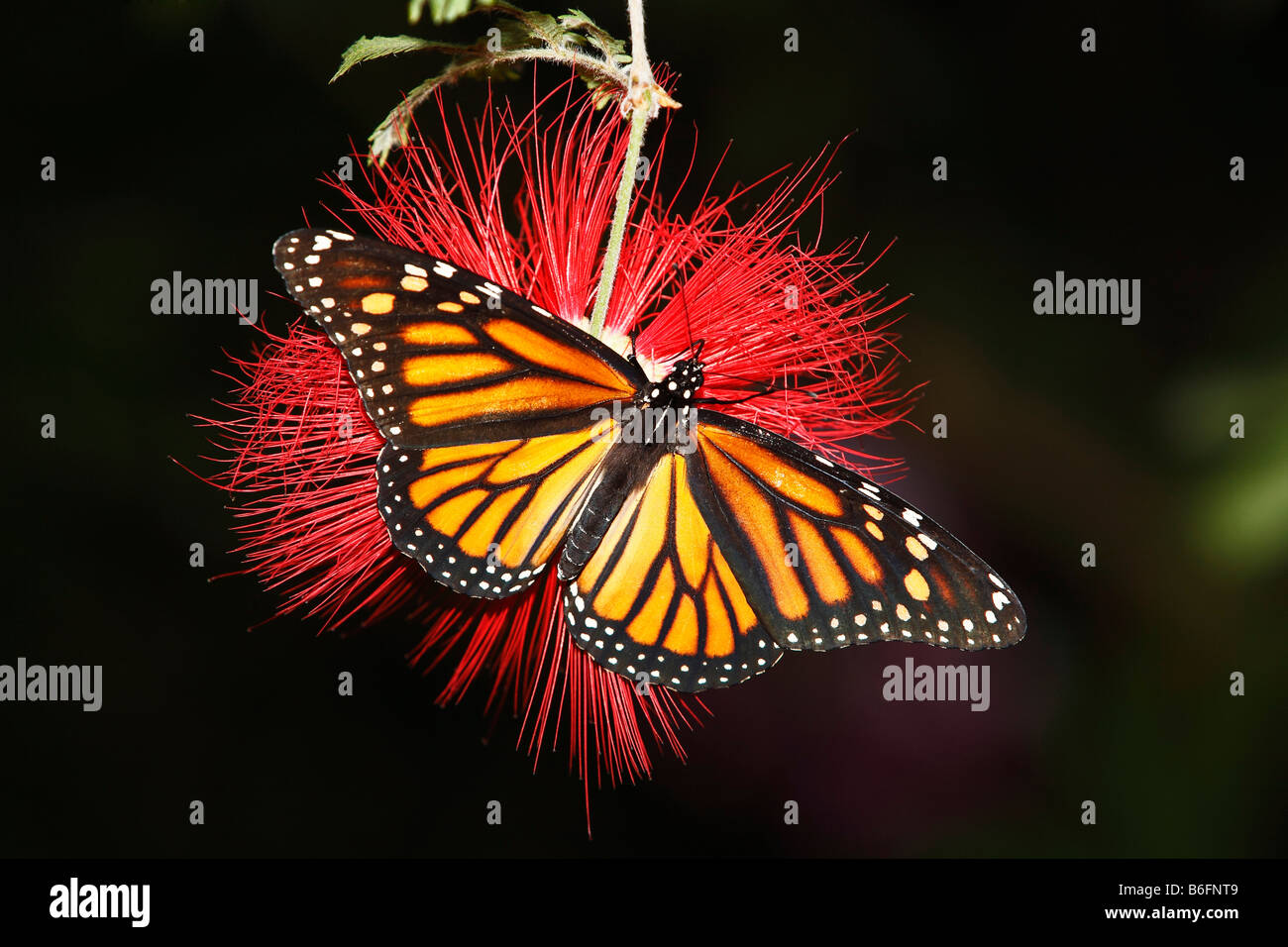 Farfalla monarca (Danaus plexippus) appollaiato su un fiocco rosso fiore o Powderpuff Tree (calliandra tweedii), Costanza, Baden-W Foto Stock