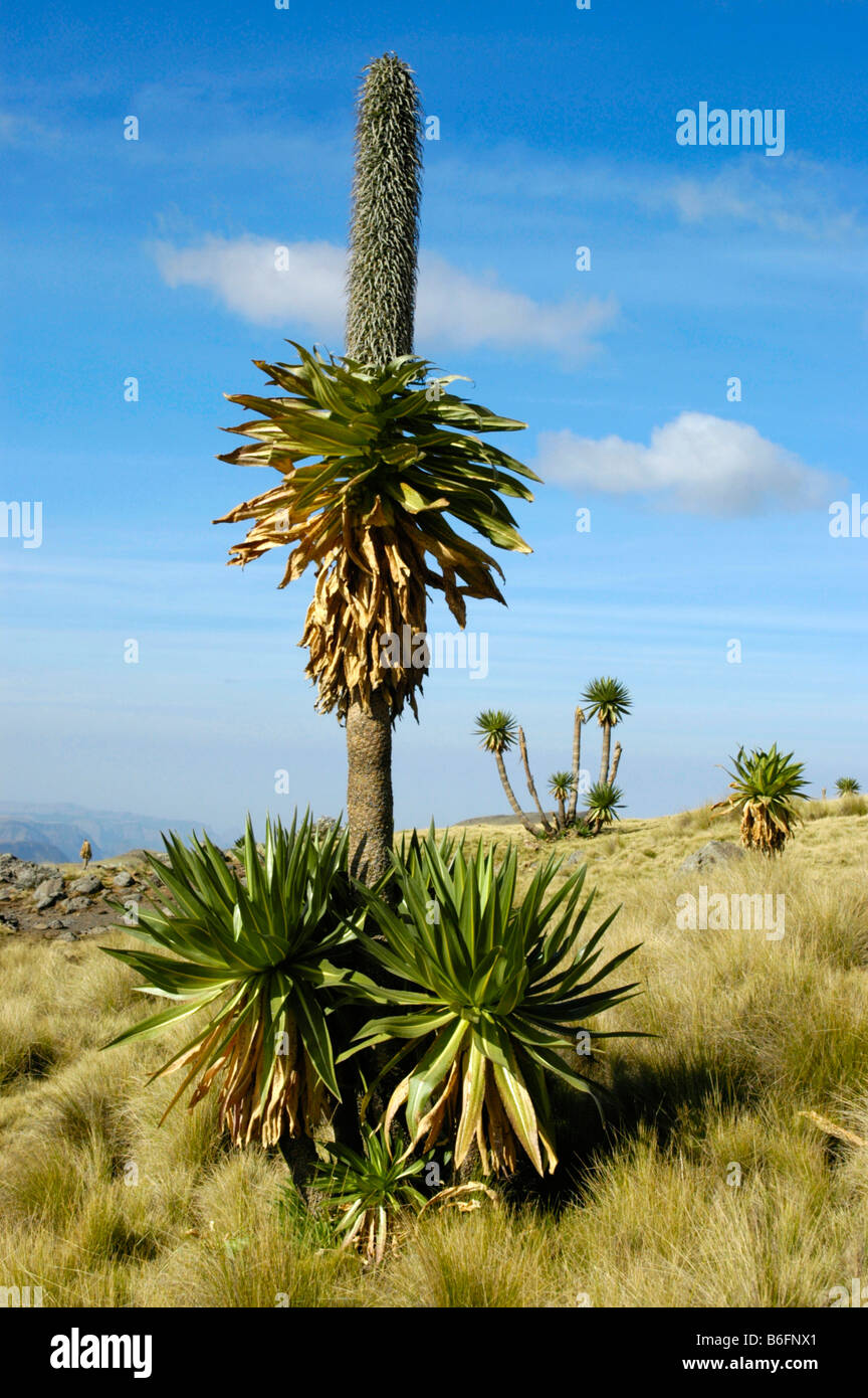 Lobelia gigante (Lobelia rhynchopetalum), Semien Mountains National Park, Etiopia, Africa Foto Stock
