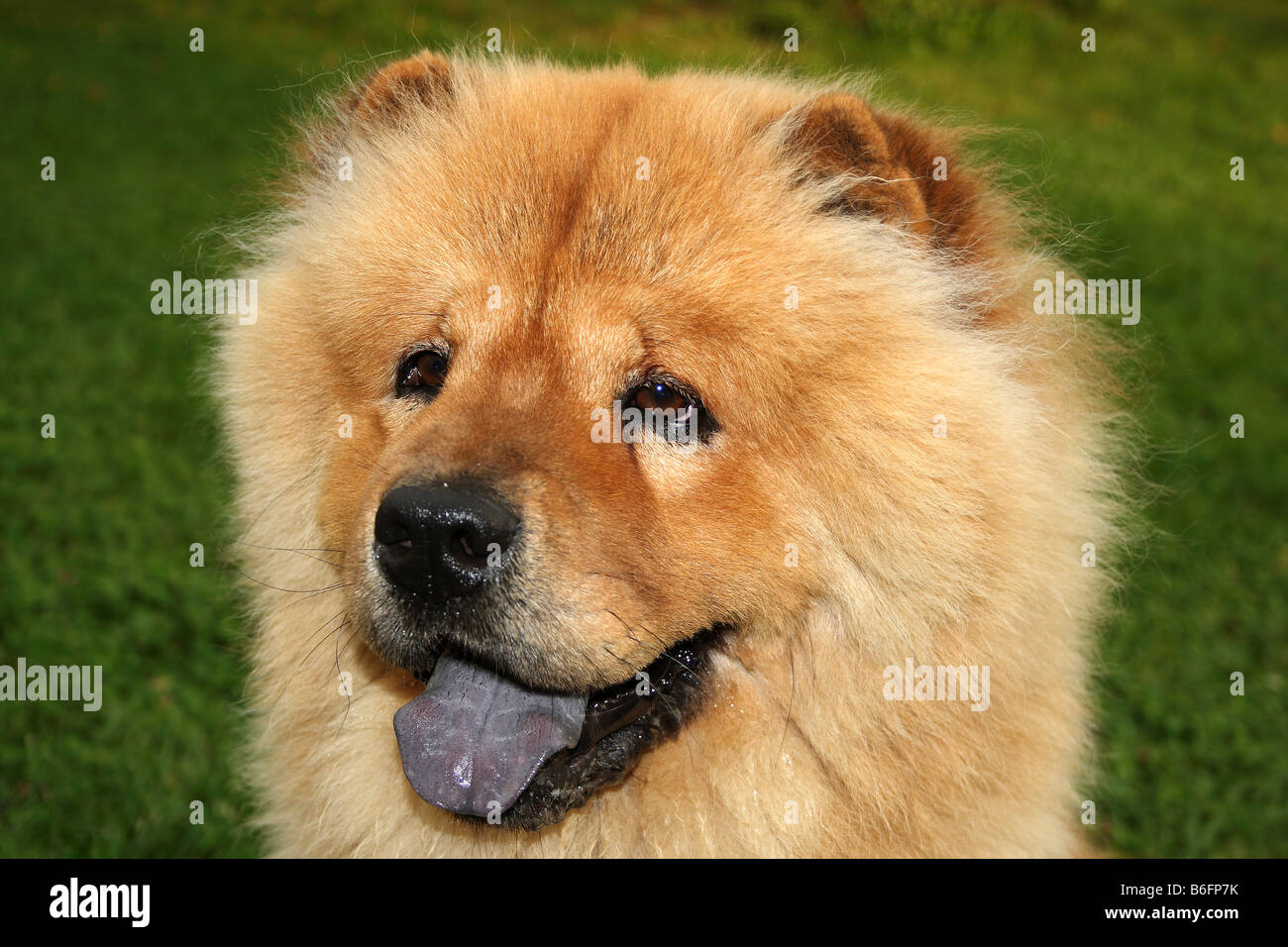 Chow chow portrait immagini e fotografie stock ad alta risoluzione - Alamy