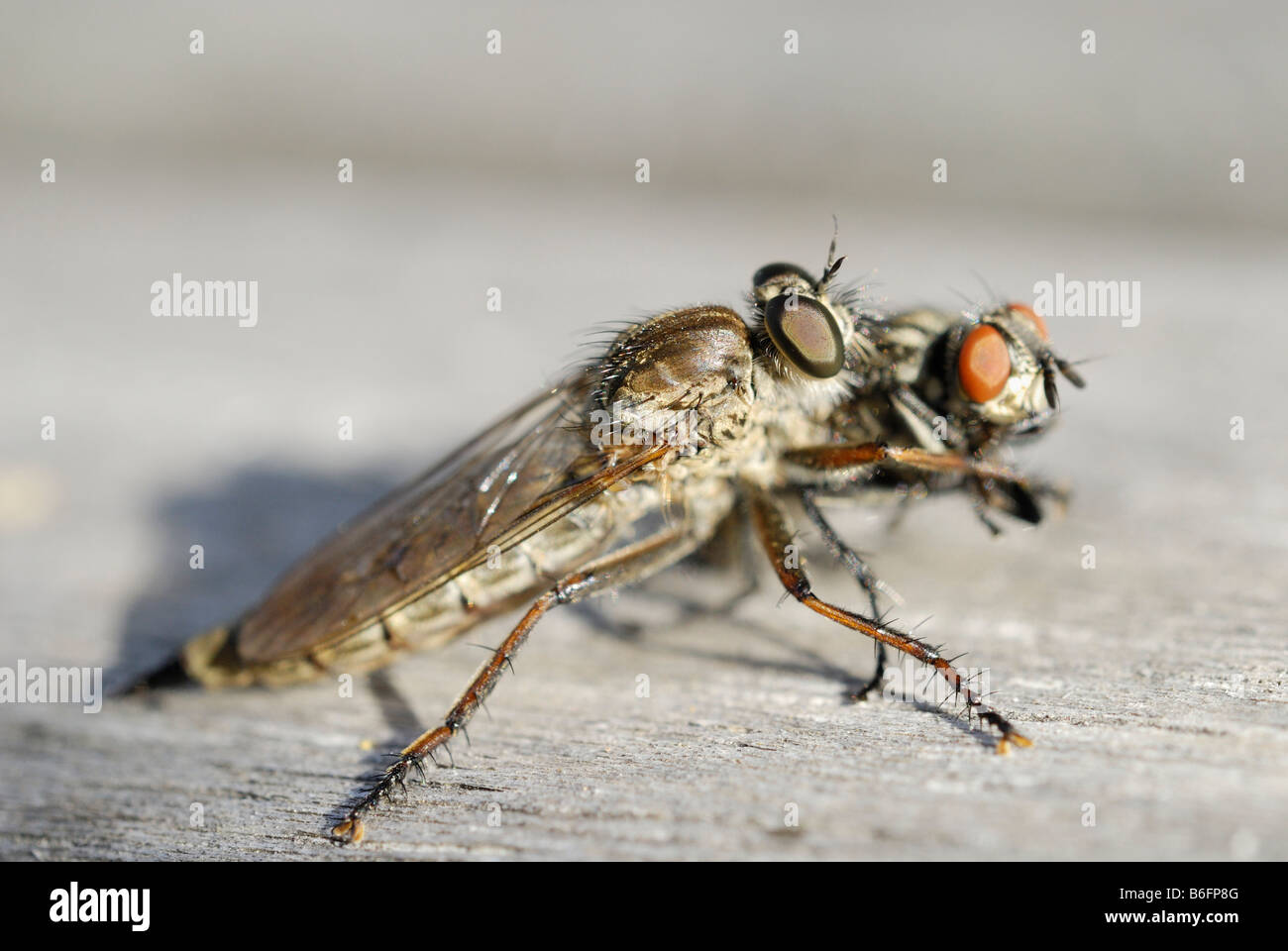 Robber fly (Neomochtherus geniculatus) che ha catturato un comune volare Foto Stock