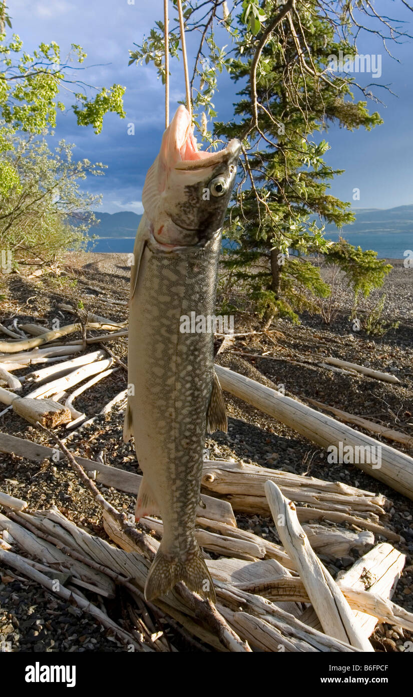 Fisherman's preda, trota di lago (Salvelinus namaycush), riva del lago Laberge, Yukon Territory, Canada Foto Stock