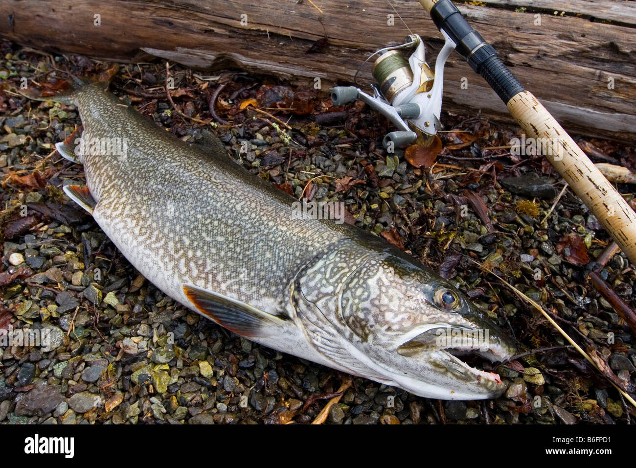 Fisherman's catture, trofeo trota di lago (Salvelinus namaycush), canna da pesca, mulinello da pesca, grande lago di salmone, Yukon Territory, Canad Foto Stock