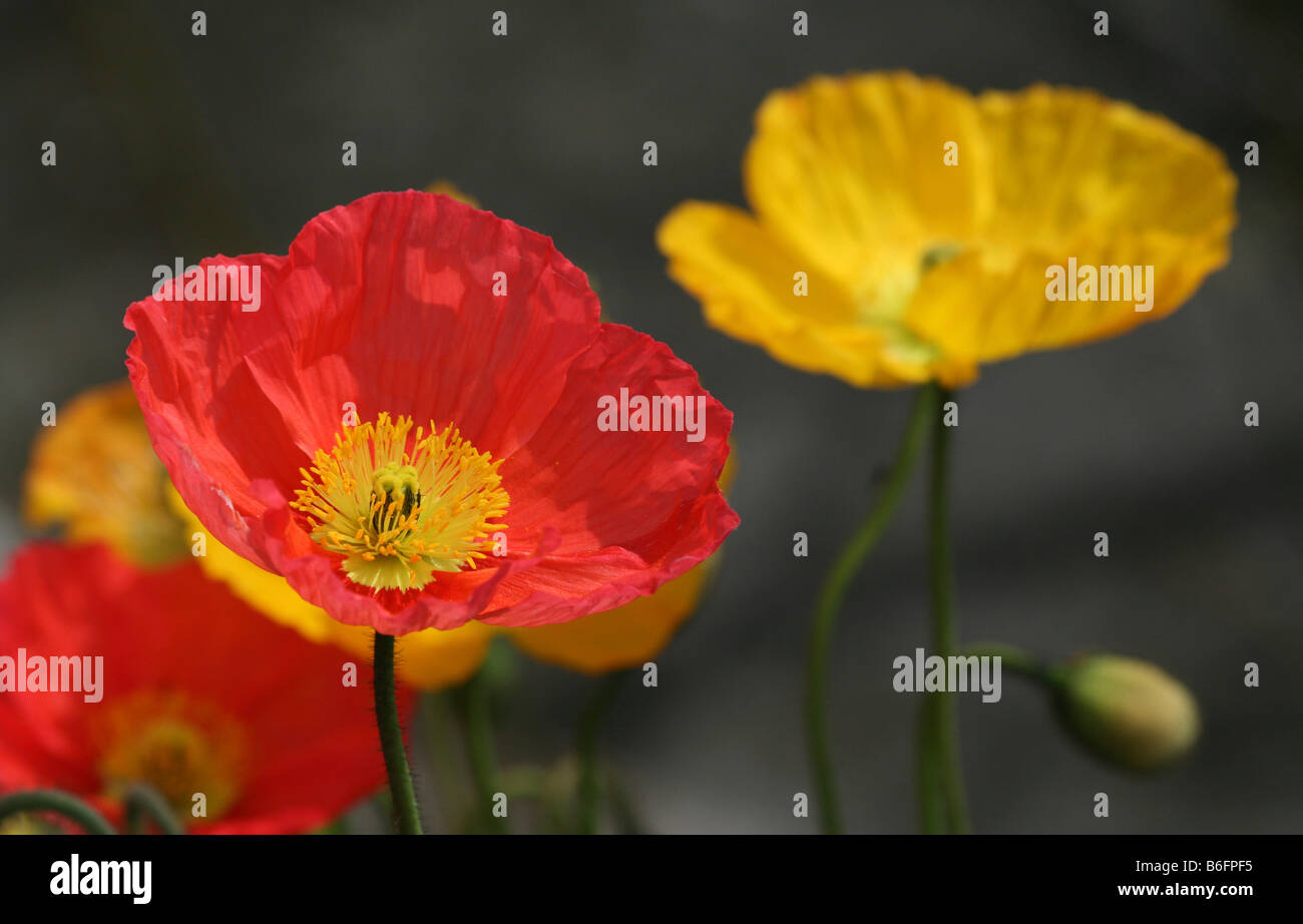 Il giallo e il rosso papavero (Papaver), fiorisce Foto Stock