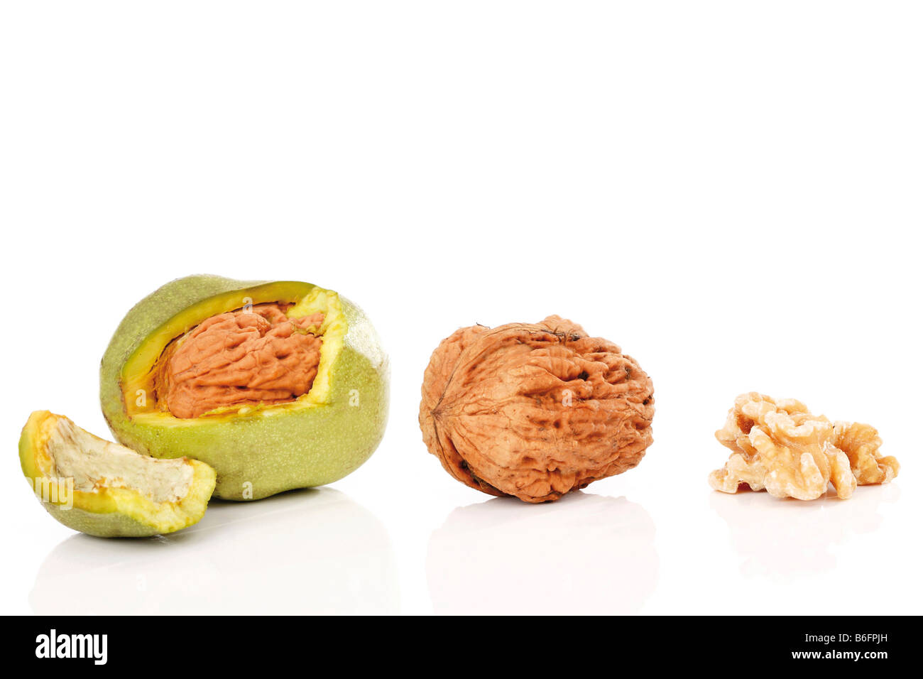 Il persiano di noci (Juglans regia) verde con strato esterno, senza guscio, nucleo in legno di noce Foto Stock