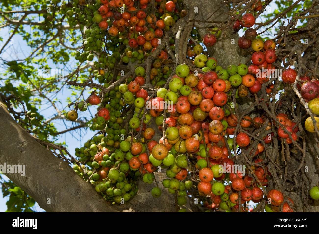 Figtree sud africa fig tree di frutta rossa matura fichi verdi a frutto di fauna selvatica verde a sud-Afrika tree tree sud-Afrika sud un Foto Stock