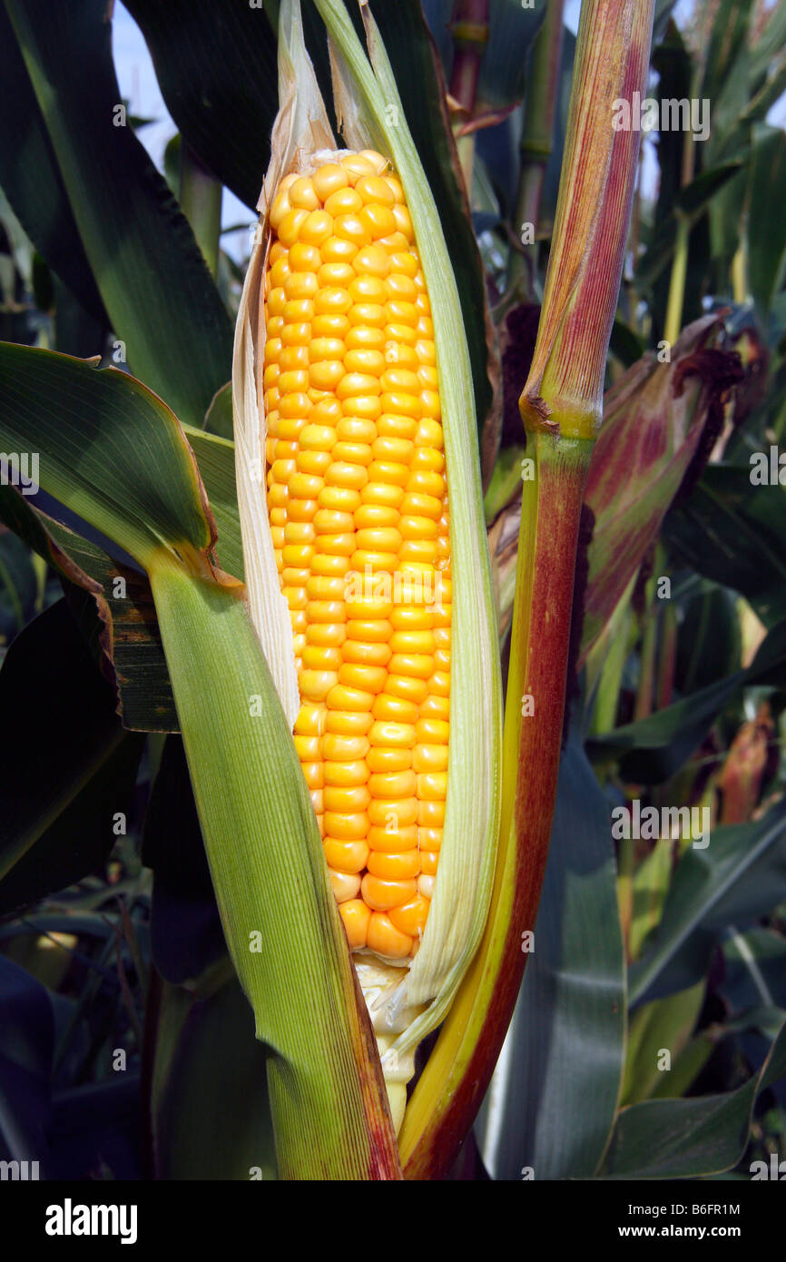 Sweet-corn, pannocchie in un campo di dolce-mais (Zea mays), coltivazione, standard agricoli vegetali, stabilimento alimentare, vegetali Foto Stock