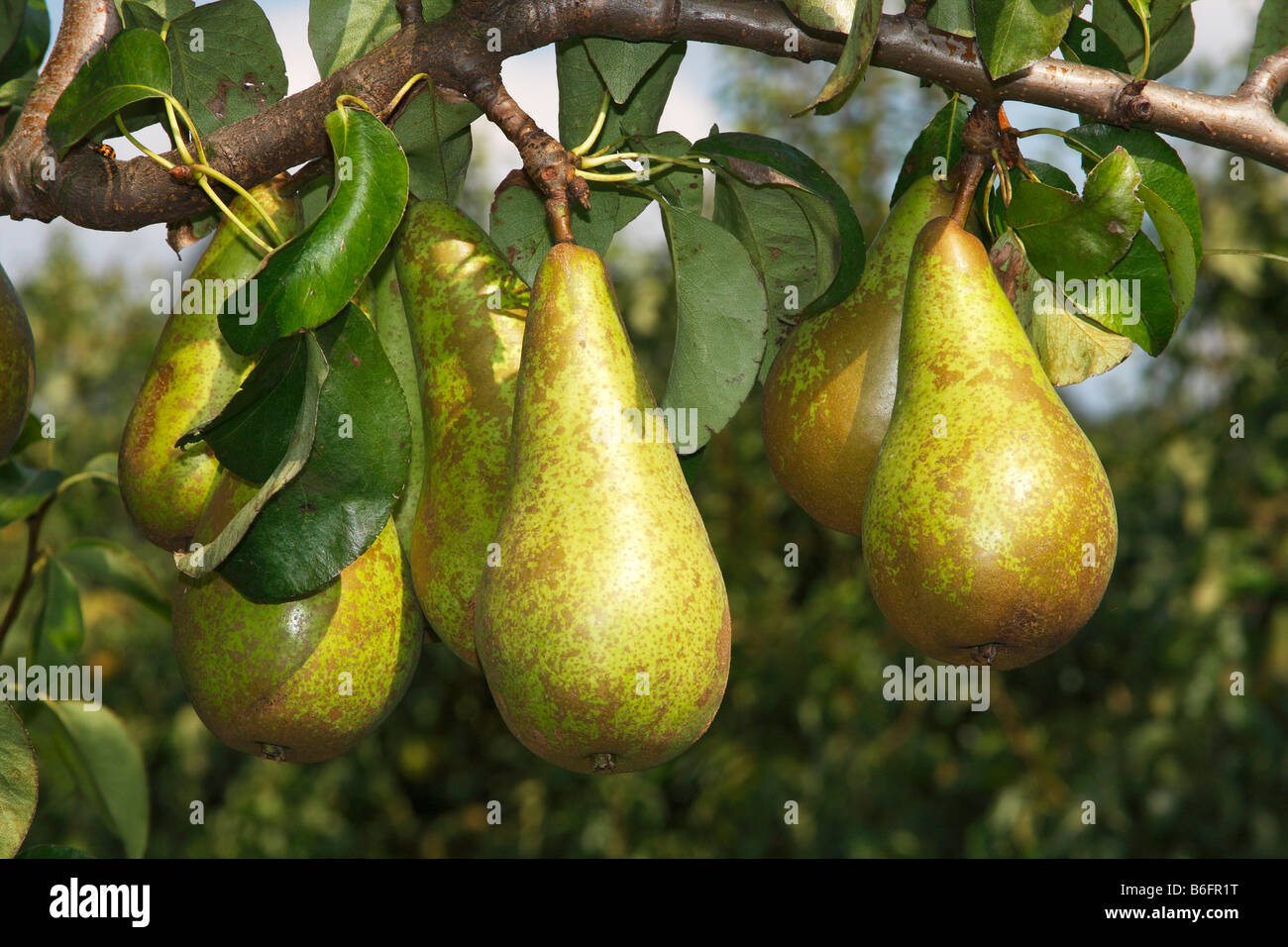 Le pere su di un albero di pera (Pyrus communis cultivar), Altes Land frutticoltura area, Bassa Sassonia, Germania, Europa Foto Stock