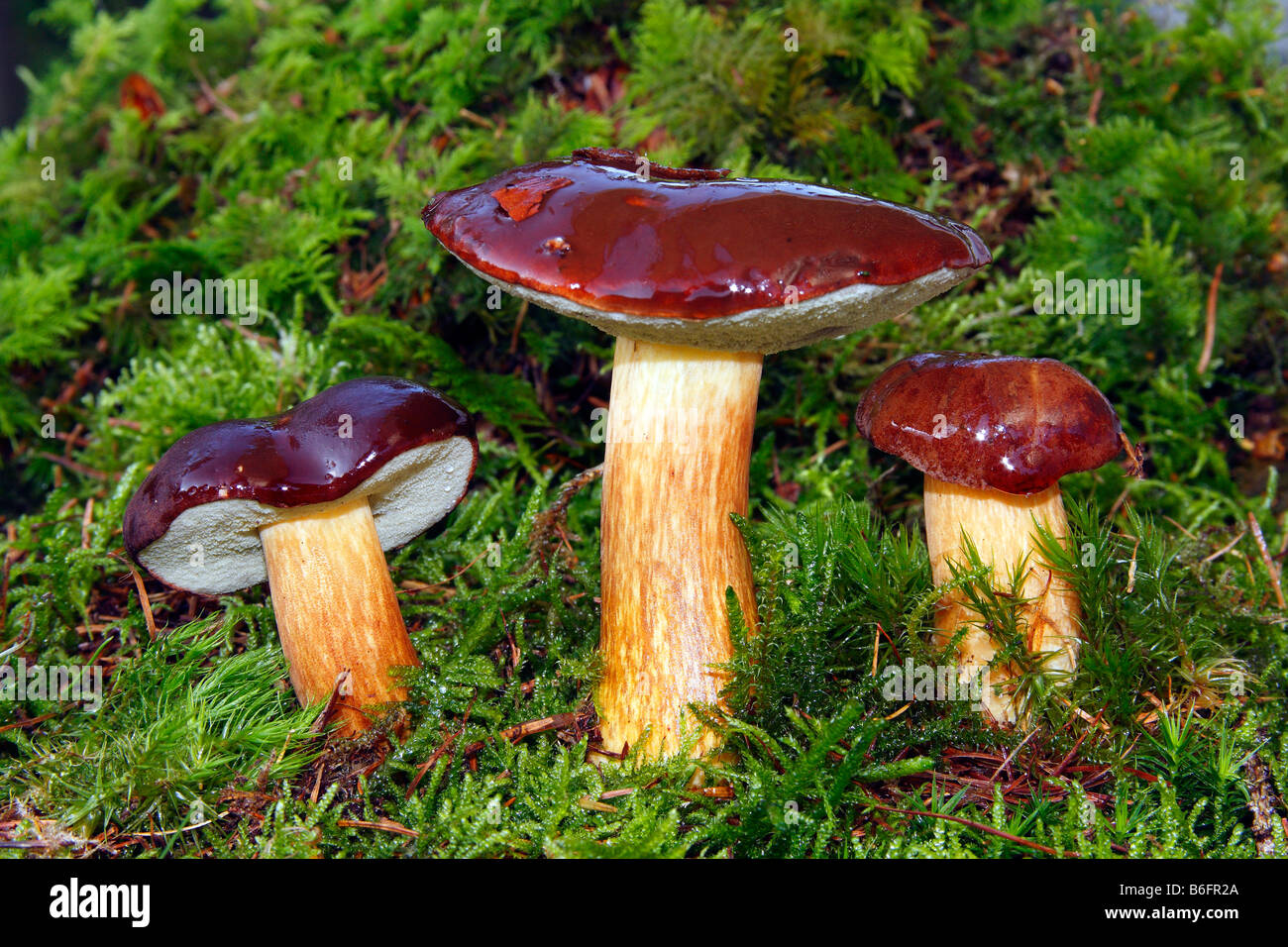 Bay Bolete Fungo (Boletus badius) precedentemente (Xerocomus badius) Foto Stock