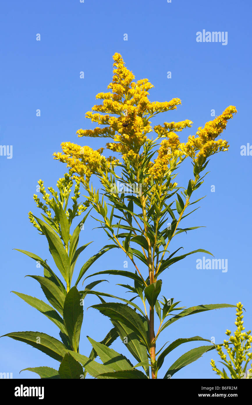 Canada oro (Solidago canadensis) Foto Stock