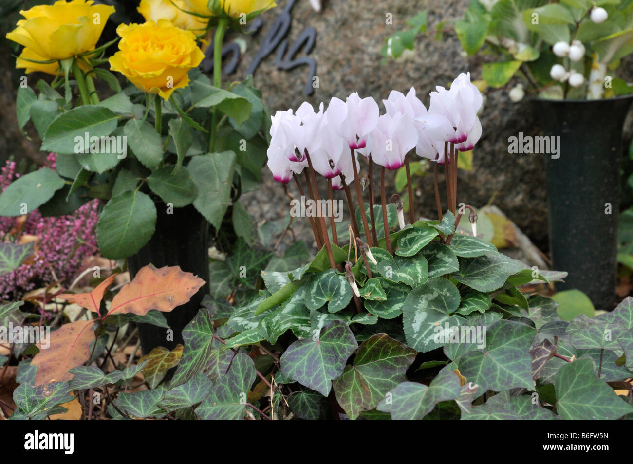 Il persiano ciclamino (Cyclamen persicum) e comuni edera (Hedera helix) Foto Stock