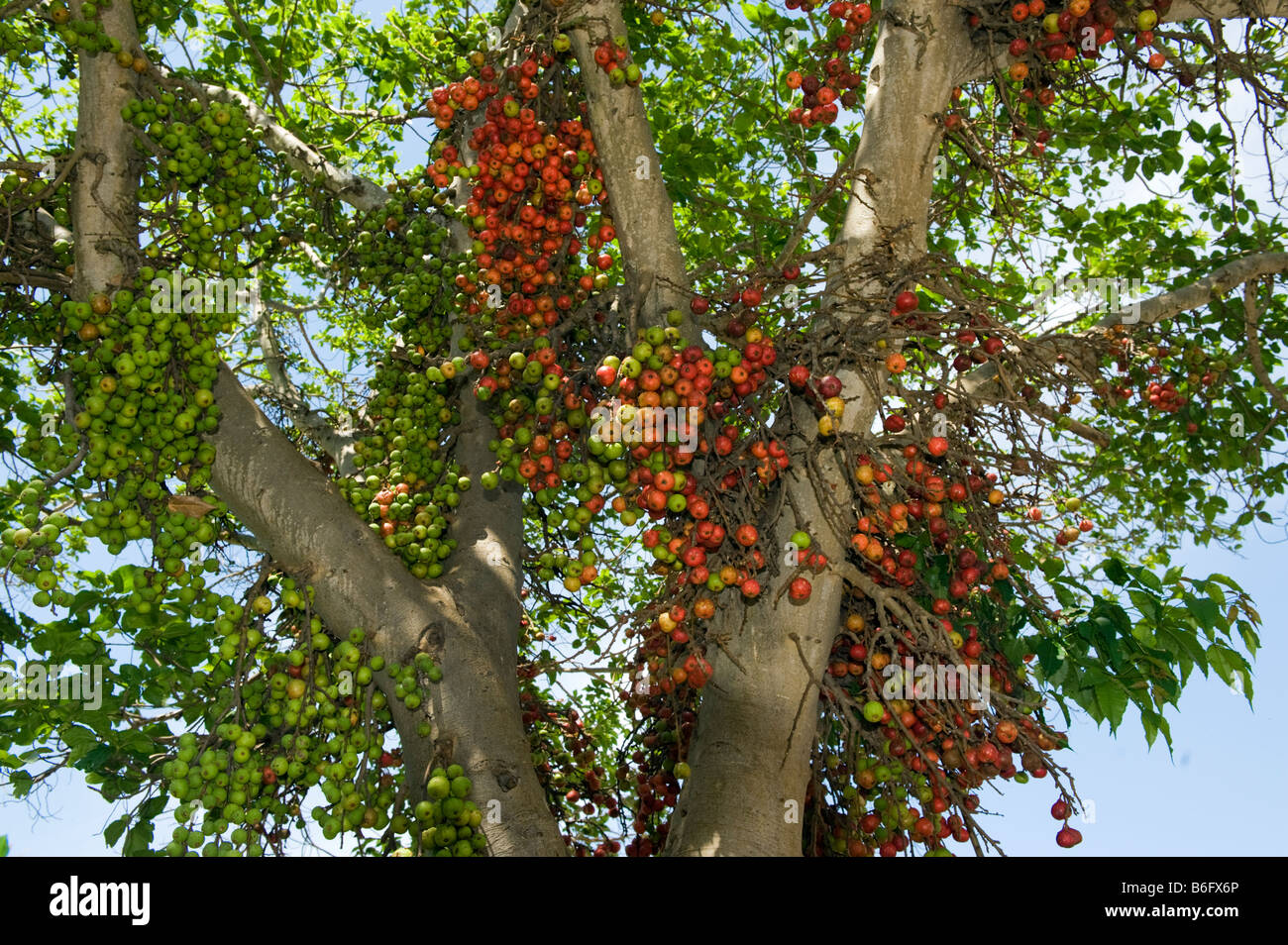 Sud Africa fig tree di frutta rossa matura fichi verdi a frutto di fauna selvatica verde a sud-Afrika tree tree sud-Afrika sud africa bi Foto Stock