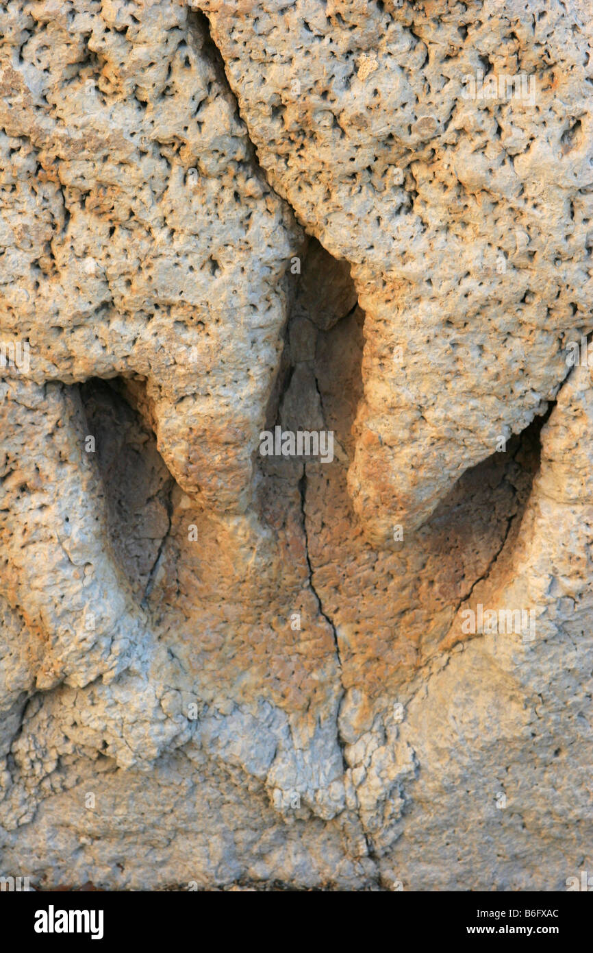 Il footprint di un dinosauro al velme di Glen Rose Texas solidificato nel sedimento rock Foto Stock