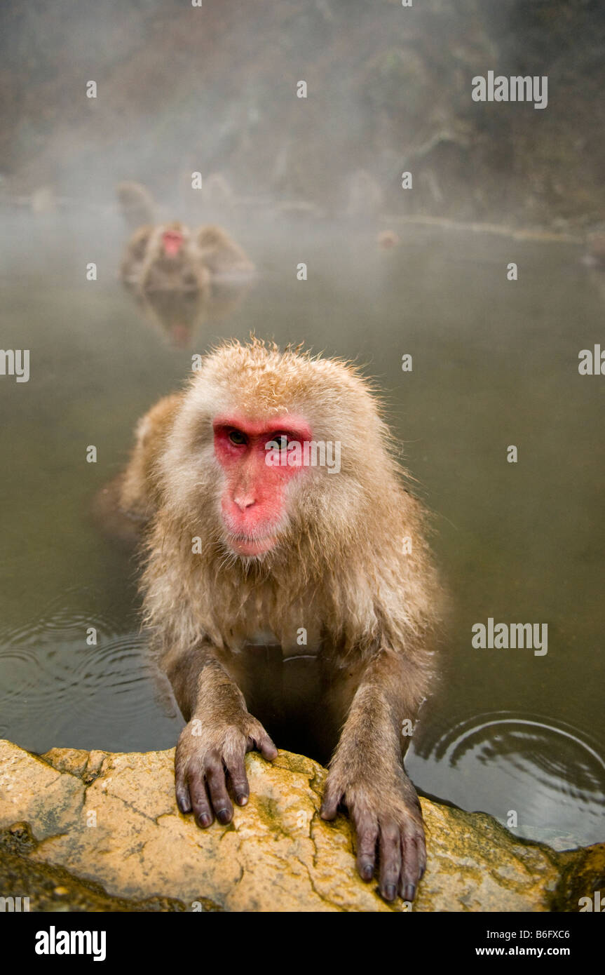 Giapponese neve macaco scimmia a Jigokudani Monkey Park Nagano Giappone Foto Stock