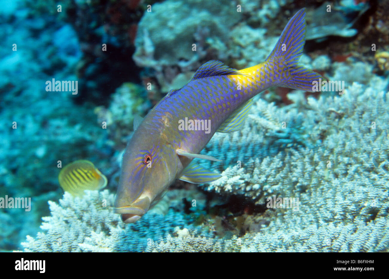 Yellowsaddle goatfish Parupeneus cyclostomus Pulau Sipadan Island Sabah Borneo malese alimentare sul fondo delle ricerche Foto Stock