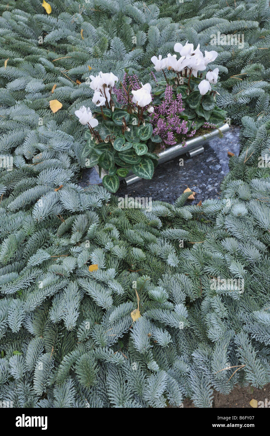 Il persiano ciclamino (Cyclamen persicum) su una tomba ricoperta con rami di abete Foto Stock