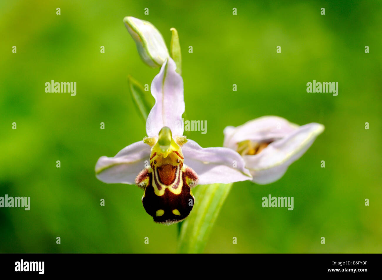 Bee Orchid, Ophrys apifera Foto Stock