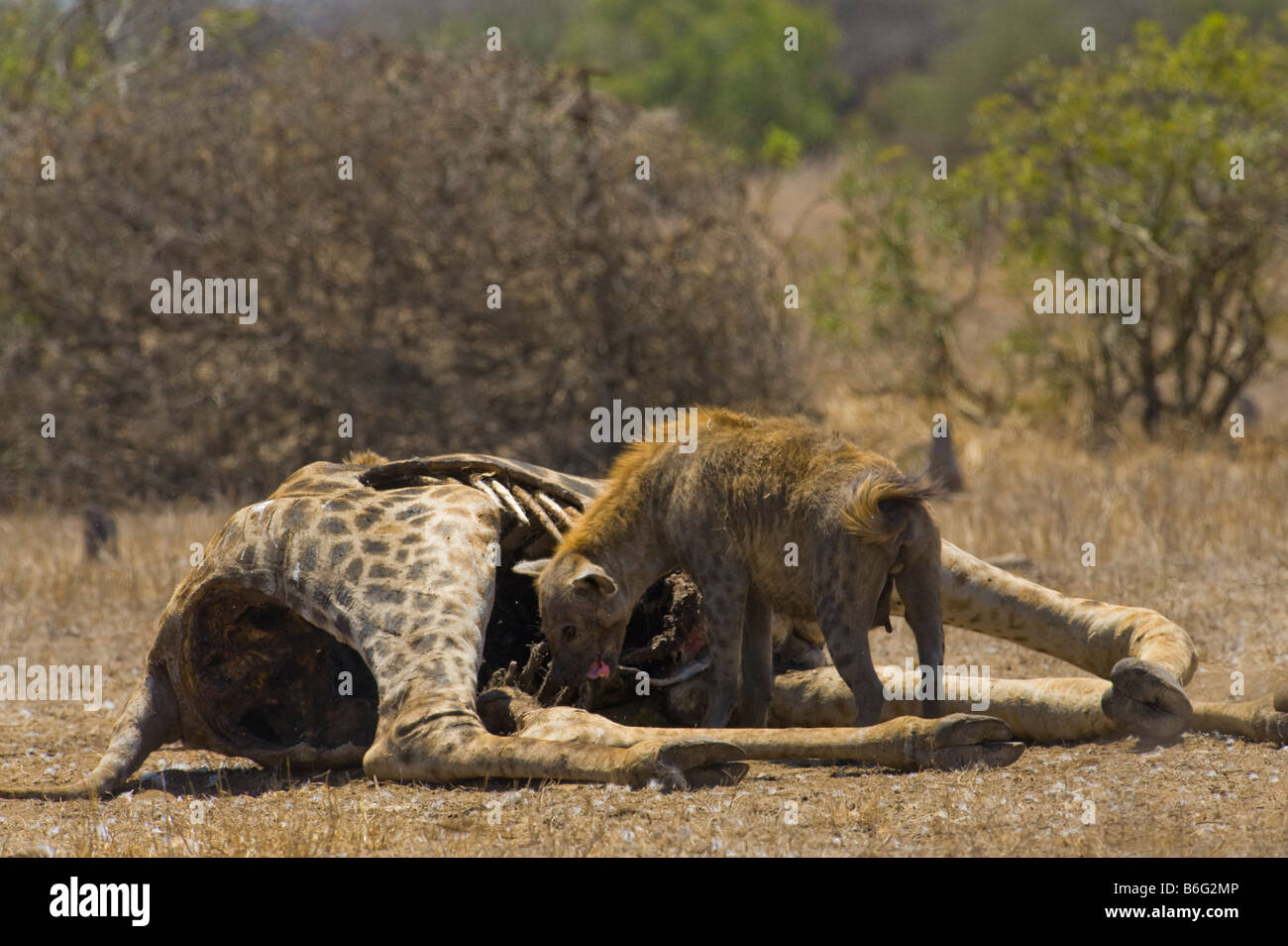 La fauna selvatica Spotted HYAENA carrion mangiare a sud-Afrika sud africa mangiando alimentazione alimentazione scavenger giraffe carrion eater feede Foto Stock