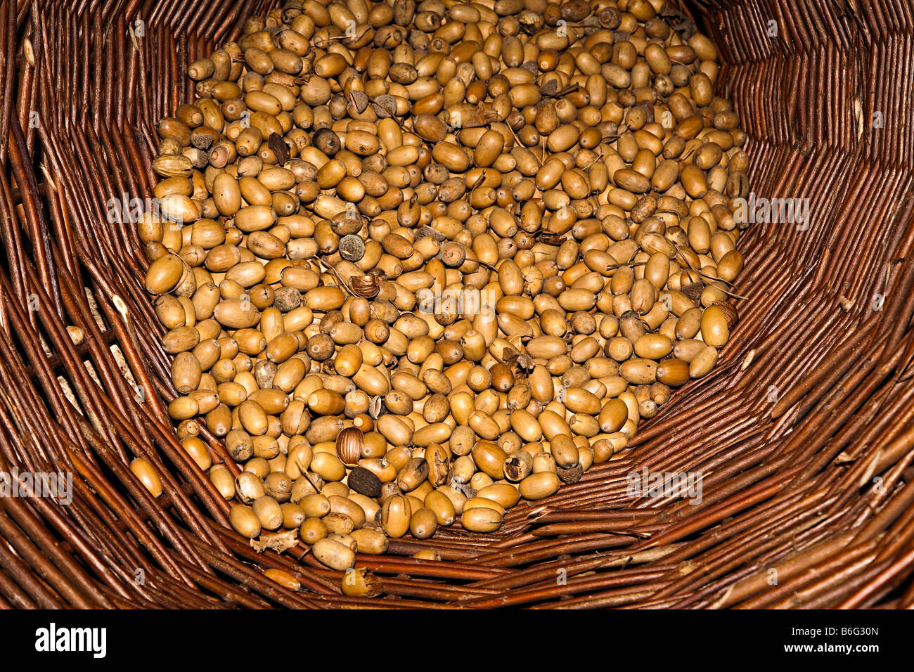 Parco naturale de los alcornocales nel cesto di vimini Foto Stock