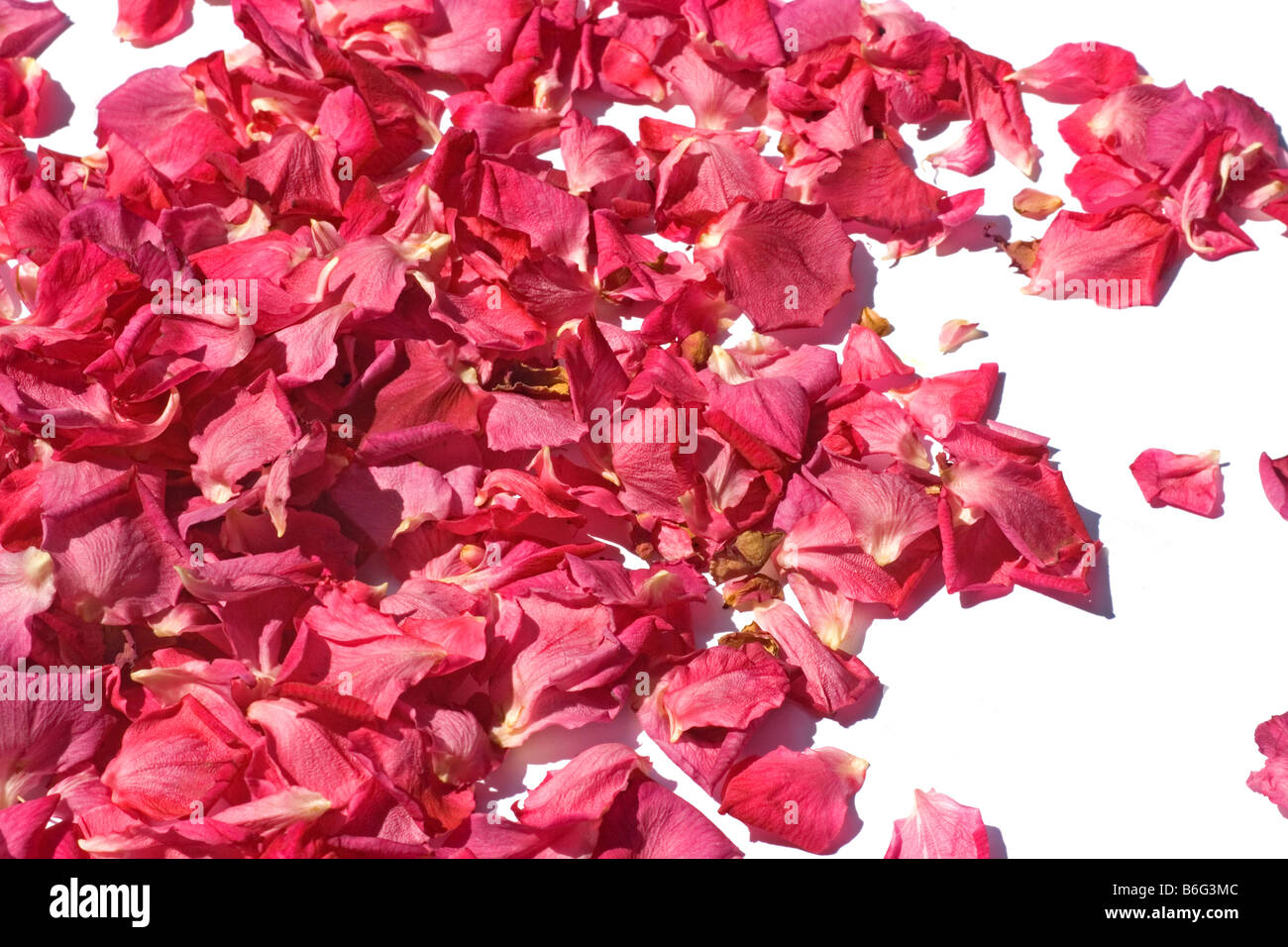 Petali di rosa Foto Stock